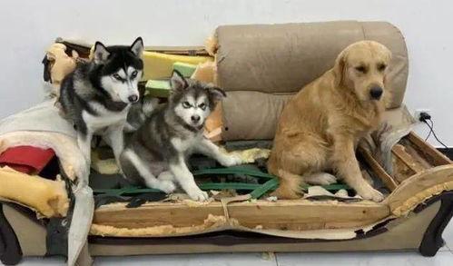 哈士奇海绵爆料视频播放,萌宠搞笑瞬间大盘点  第1张